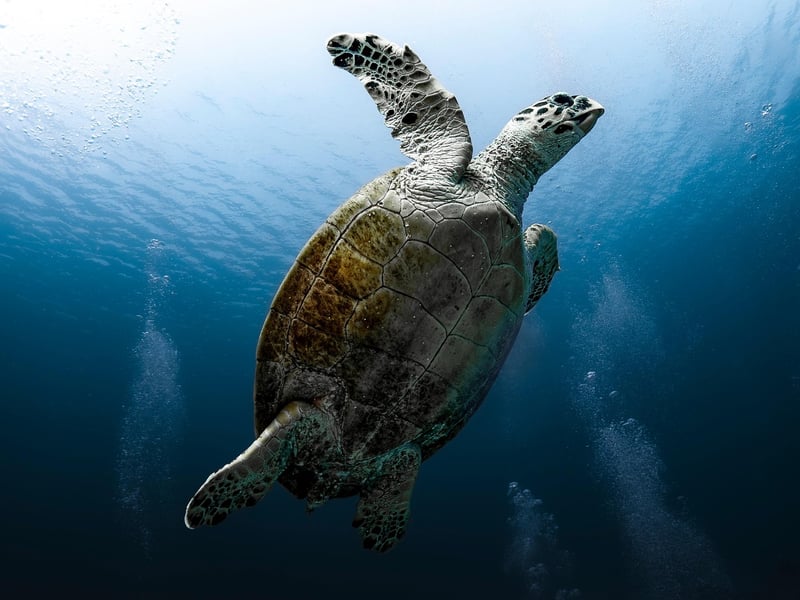 Underwater World